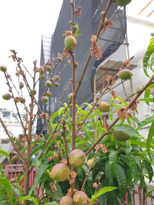 What's eating my nectarines? And how can I get it to stop?