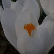 Foto von M_C Meinert