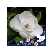 Elizabeth Johnson's photo