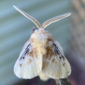 Foto de NativePlantObsessed
