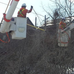 Toronto Tree Services
