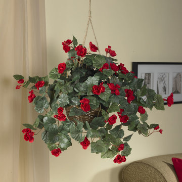 Begonia Hanging Basket in Traditional Living Room