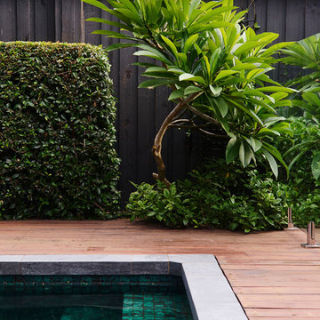 Cammeray poolside Jacaranda