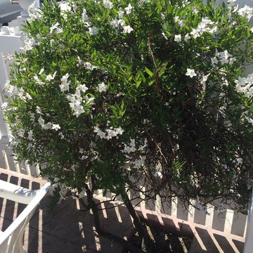 Southwestern Plants