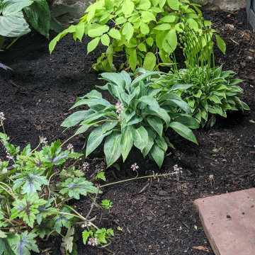 Shade Garden/Moon Garden/Fairy Garden