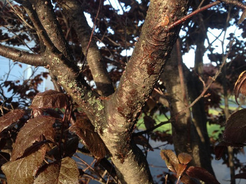 Anese Purple Plum Disease There Are Ps All Over The Tree And Leaves Look Wet Sticky I Have Attached Photos Please Advise Me To What This Is How Treat It