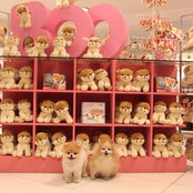 Simba Lions billede