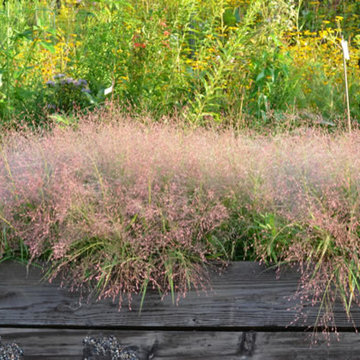 Eragrostis spectabilis (Purple Lovegrass)