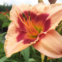 Current Featured Plants - Products