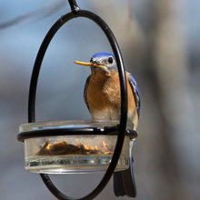 Bird Feeders