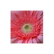 Annalisa Perez's photo