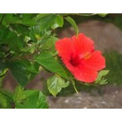 Betty Elmgren's photo