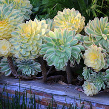 Montecito Inn