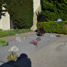 Succulent Rock beds