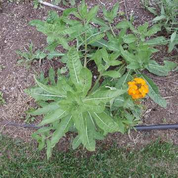 Need to Identify