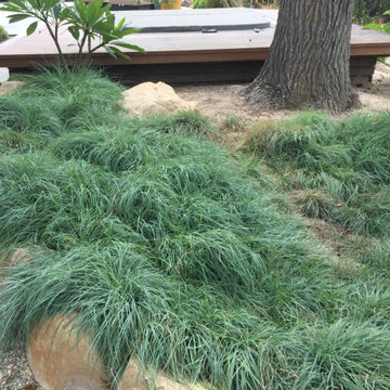 San Roque Contemporary Landscape Renovation
