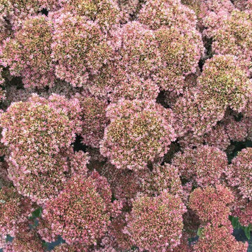 Planting design