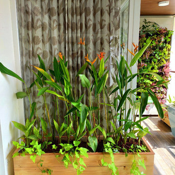 Todi's Balcony Garden