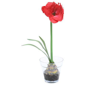 Red Amaryllis with Bulb in Glass Flower Pot