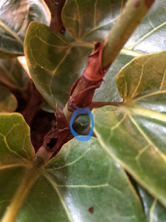 Panicked about spraying miticide on spider mites on fiddleleaf fig | Houzz  Forum