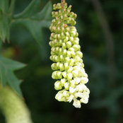 frances goold's photo