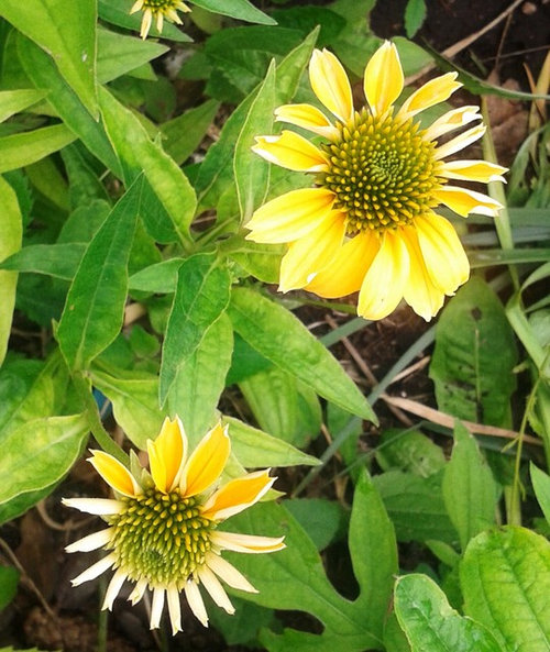 Coneflowers in Bloom