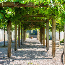 vegetable garden