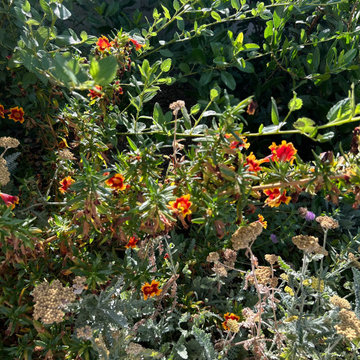 Sparr Heights Delight #2