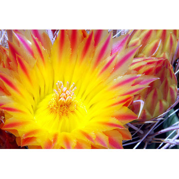 Fine Art Photograph, Cactus Flower I, Fine Art Paper Giclee