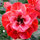 ko_adenium