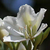 ann Malla's photo