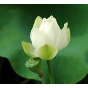 Kim Thy Tran's photo