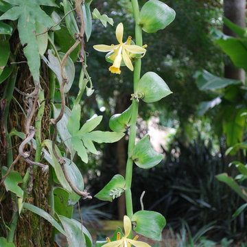 Vanilla orchid