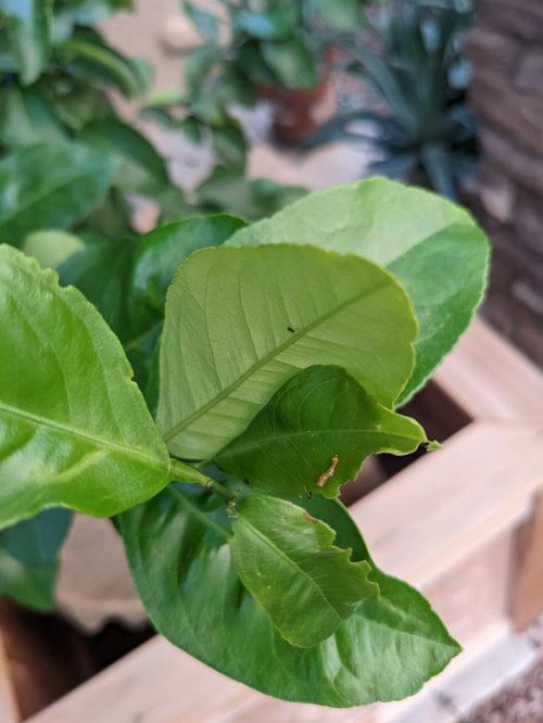 What's eating my citrus leaves?