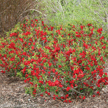Double Take™ Flowering Quince (Chaenomeles speciosa)