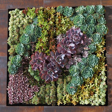 Living Walls