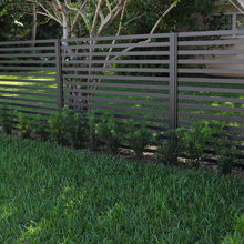 Podocarpus 1