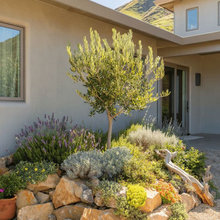 Lauren - Mediterranean Rock/Berm Planting