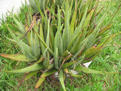 How to Propagate Aloe Vera