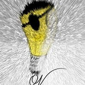 Or Steiner's photo