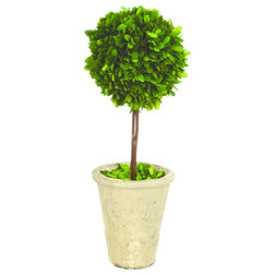 Contemporary Artificial Plants And Trees French Market Preserved Boxwood Single Ball Topiary