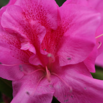 Bloom-A-Thon® Lavender Rhododendron