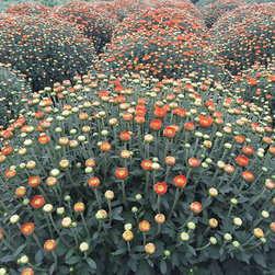 Current Featured Plants - Products