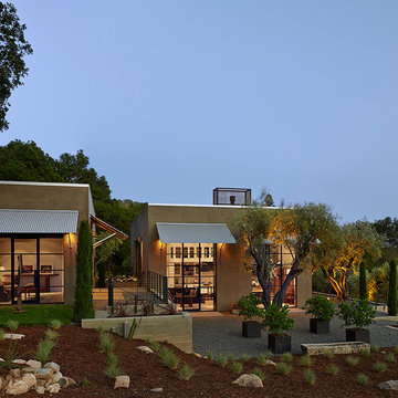 Olive Grove