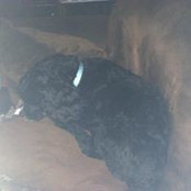 Robyn Rhoades's photo