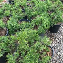 Longer Plants