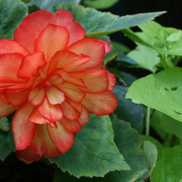 English and Cottage Gardens
