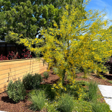 Palo Verde tree and Wood screen