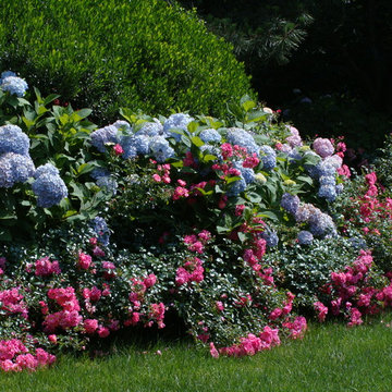 Hedge of Hydrangeas & Roses