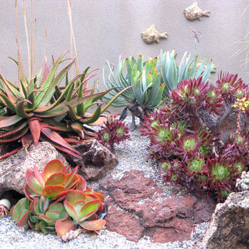 Ocean Inspired Succulent Garden